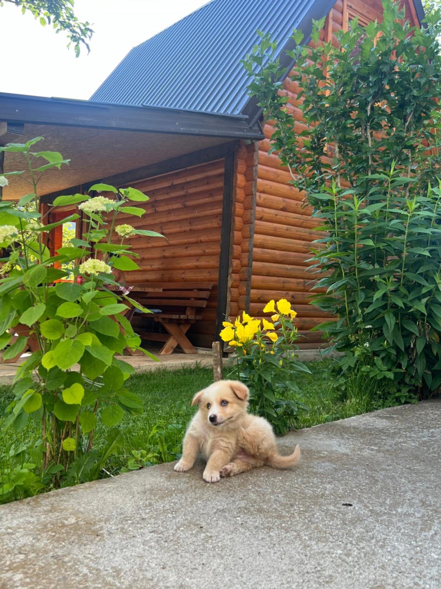 Guest House Kollata Vusanje Экстерьер фото